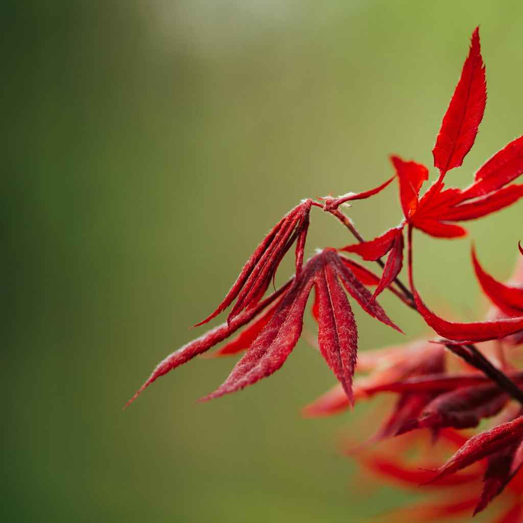 Japanese Maple Needs Soil Drainage