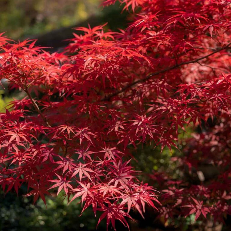 Most Sun-Tolerant Japanese Maple Varieties