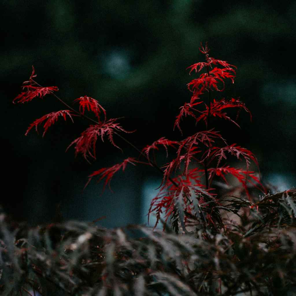 Troubleshooting Common Issues in Clay Soil