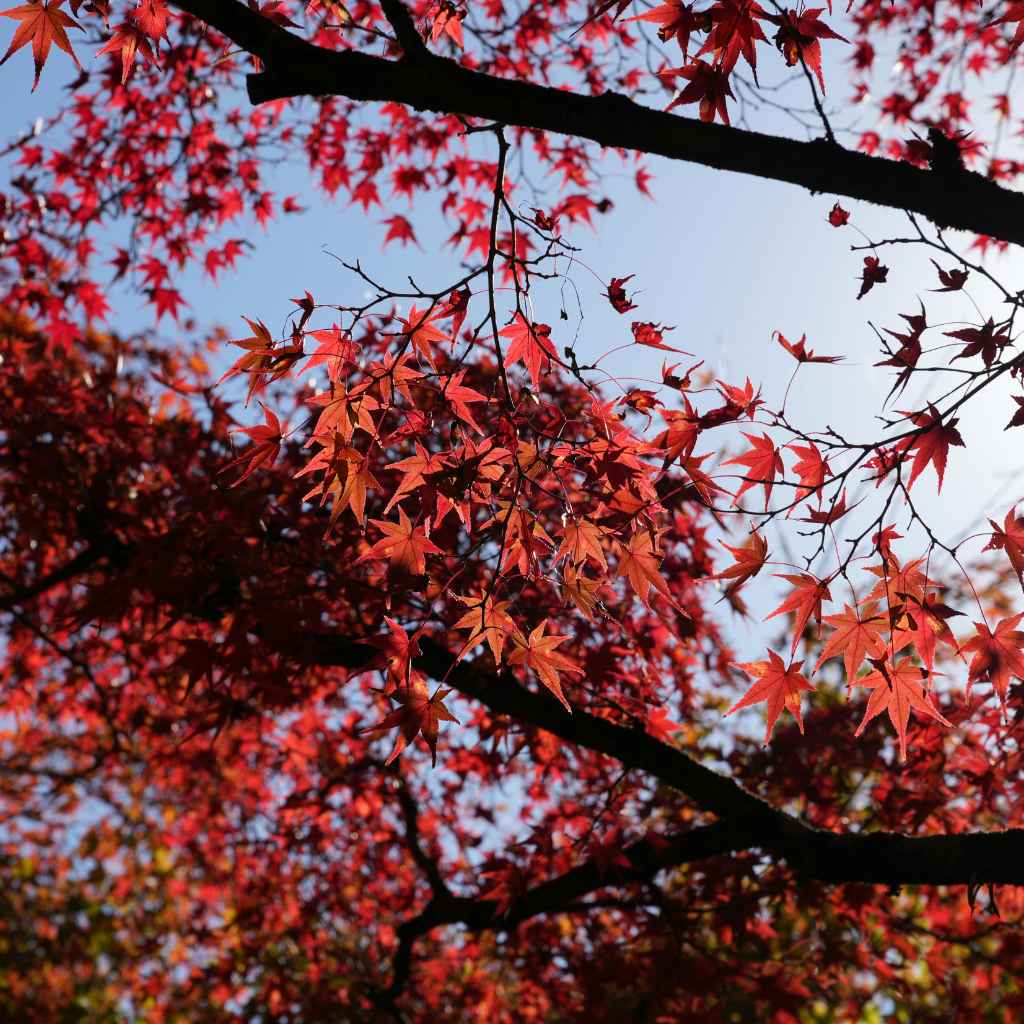 Understanding Coffee Grounds And Soil Acidity