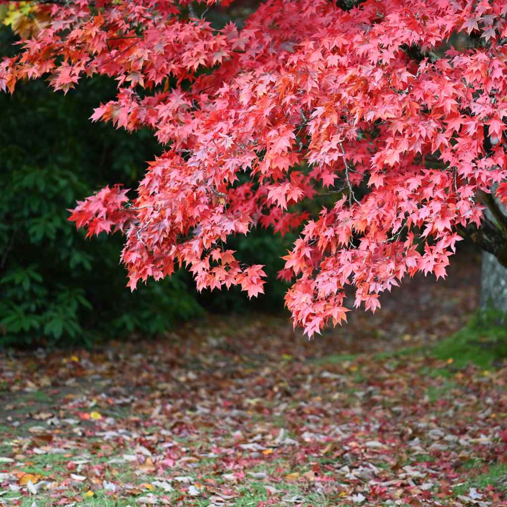 Visualizing Japanese Maple Root Ball Sizes