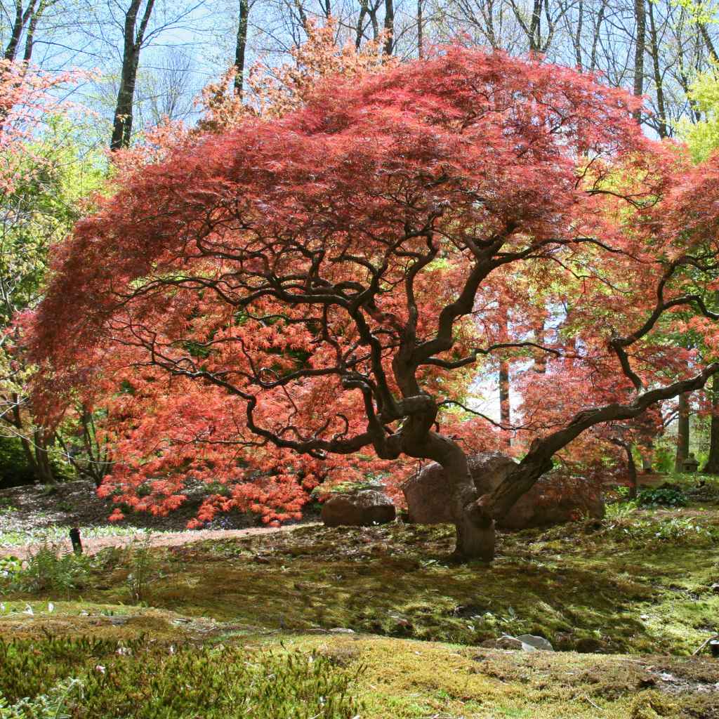 Understanding Japanese Maple Root Ball Size