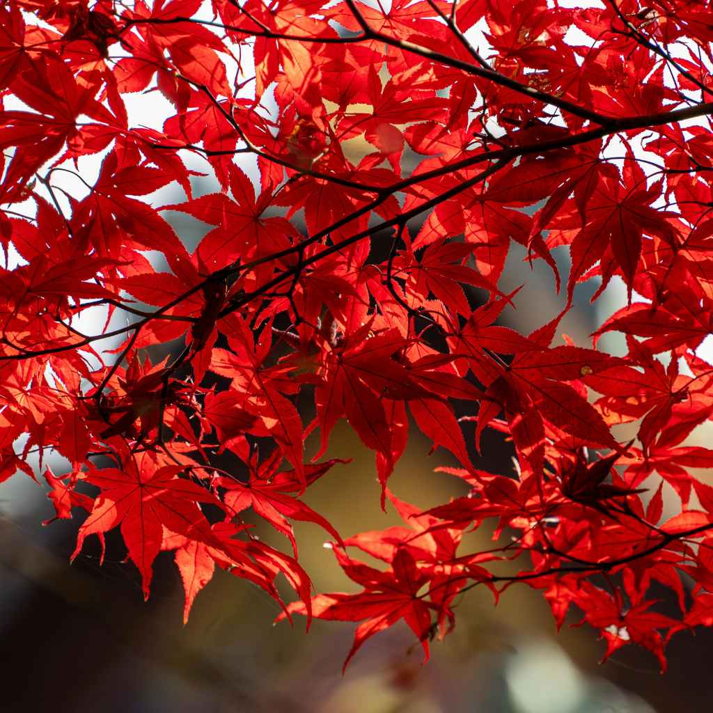 Exploring the Bloodgood Japanese Maple Tree