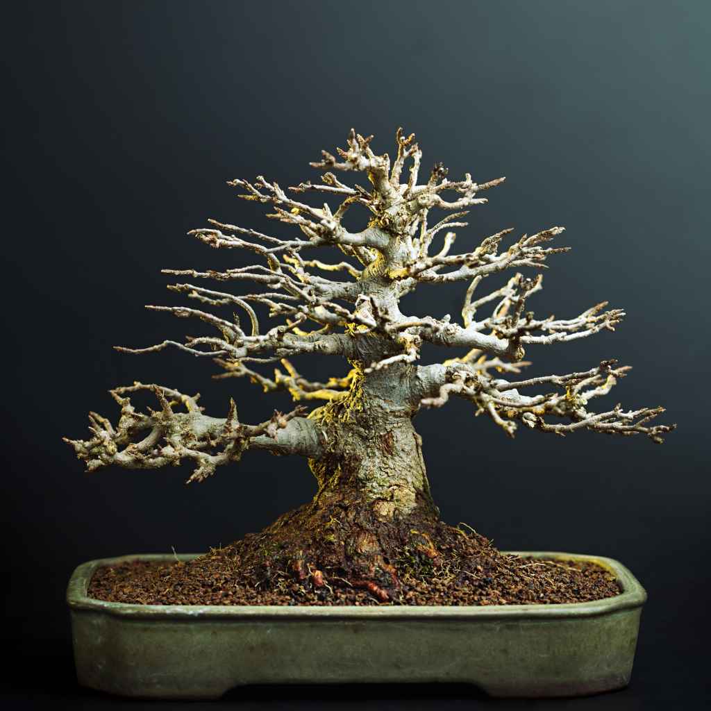 Japanese Maple Root System Basics