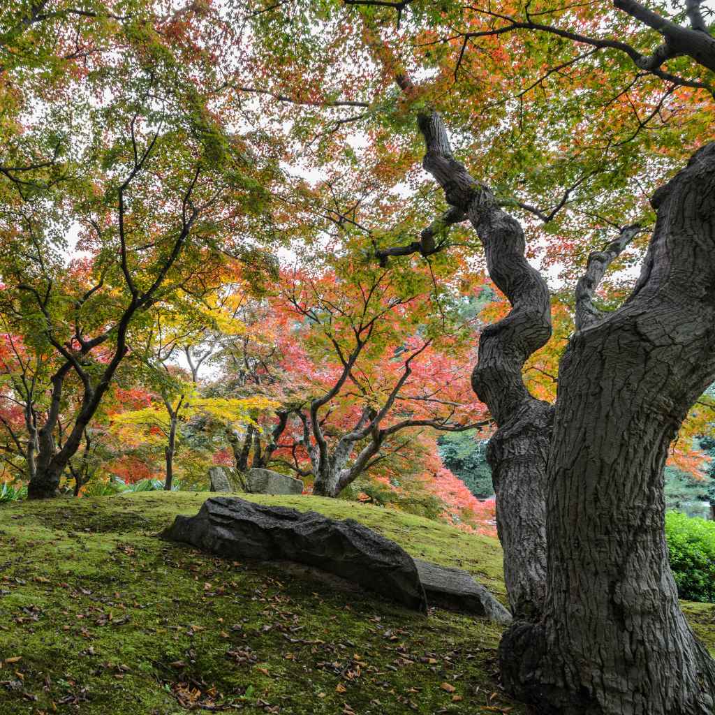 Comparison of Root Systems