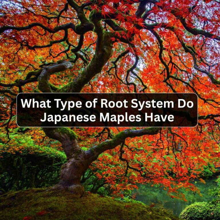 What Type of Root System Do Japanese Maples Have