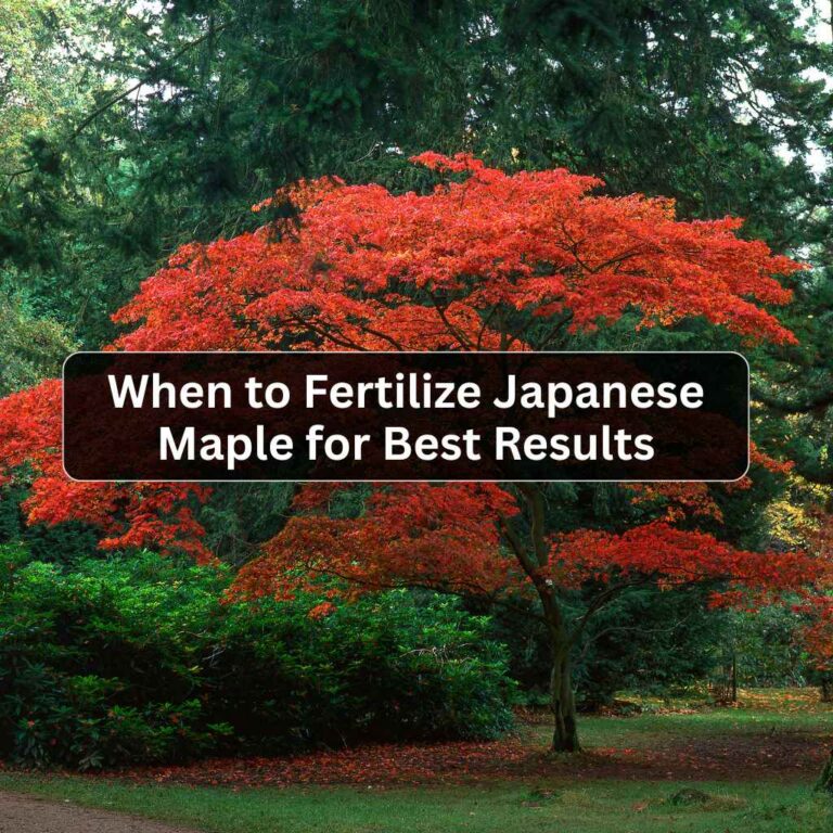 When to Fertilize Japanese Maple for Best Results