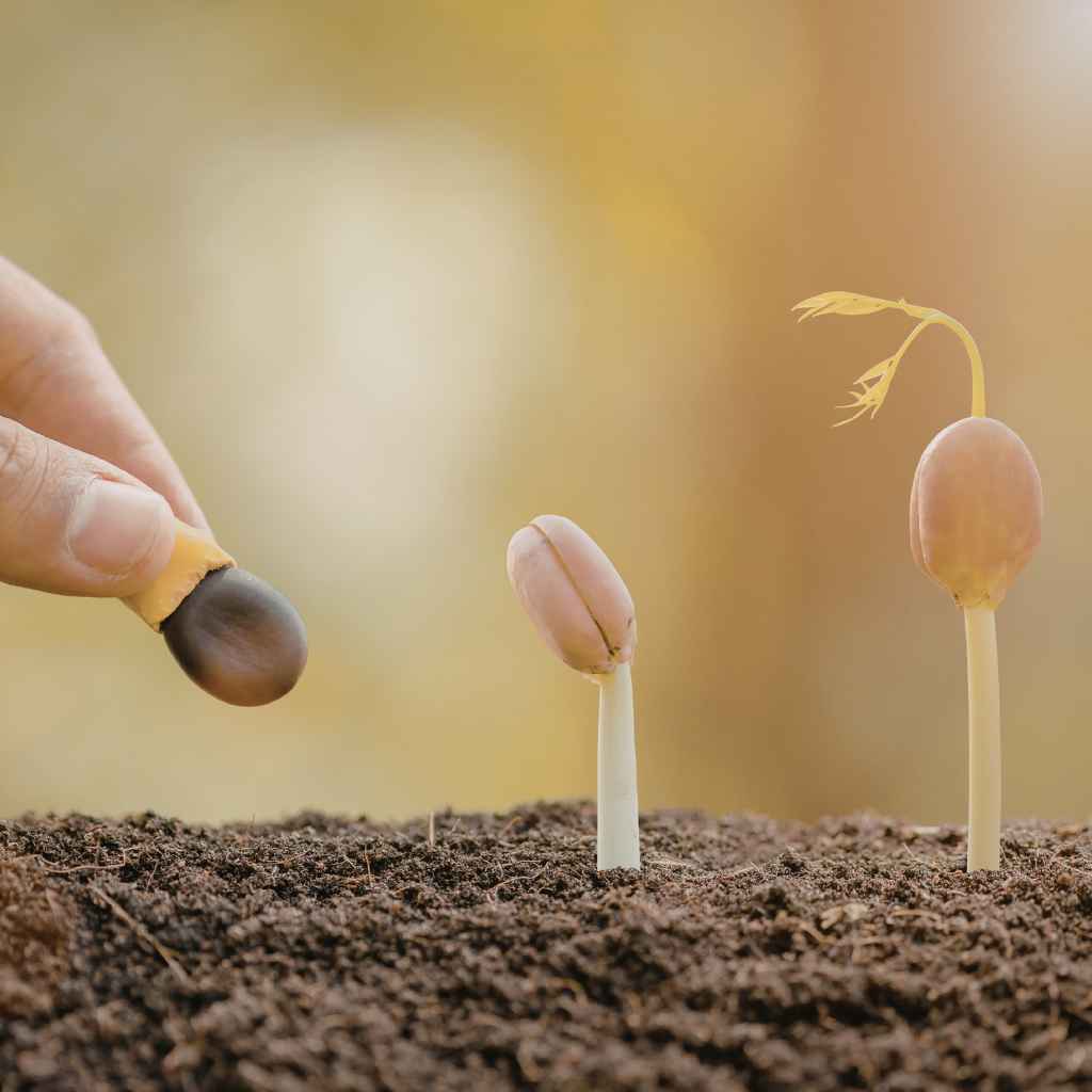 When to Plant Japanese Maple Seeds Best Growth