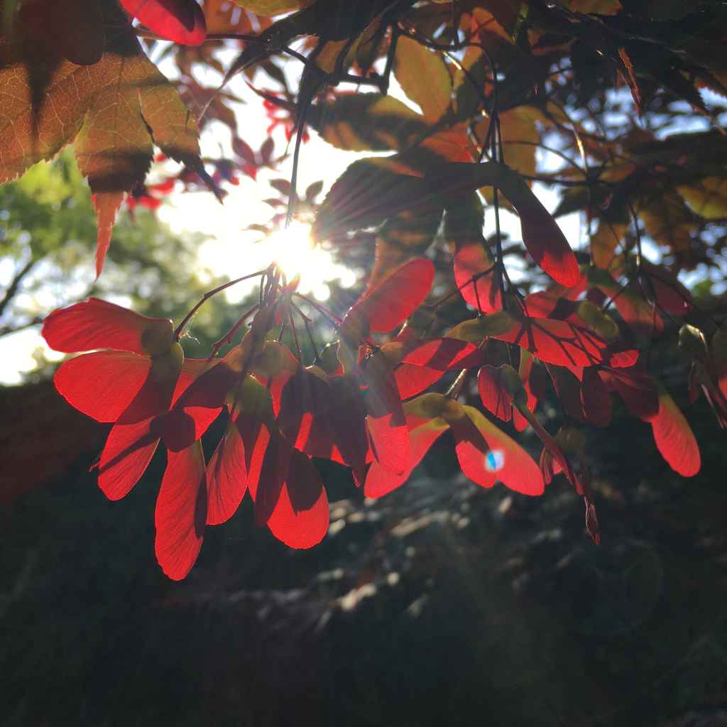 Understanding Japanese Maple Seeds