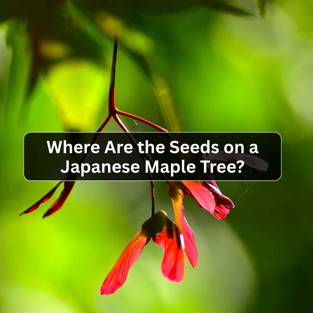 Where Are the Seeds on a Japanese Maple Tree?