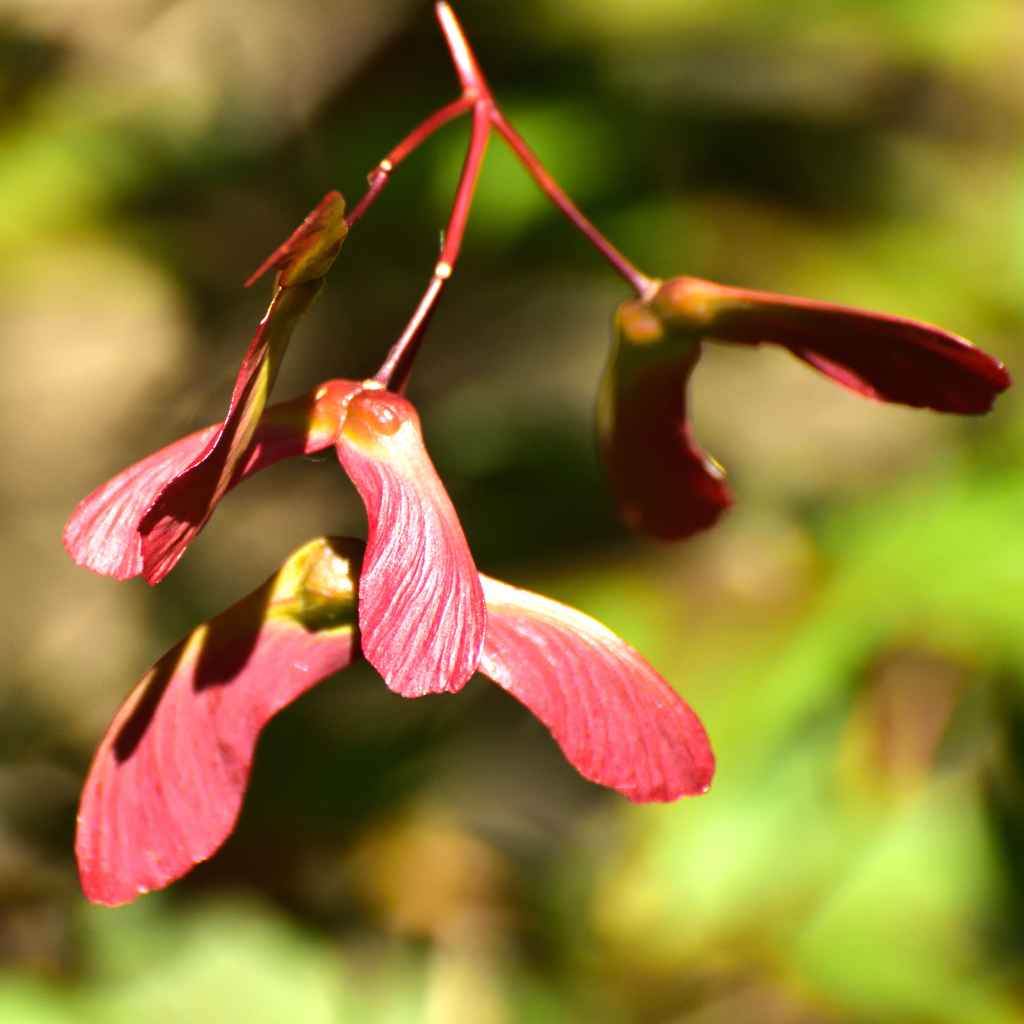 Germinating Japanese Maple Seeds