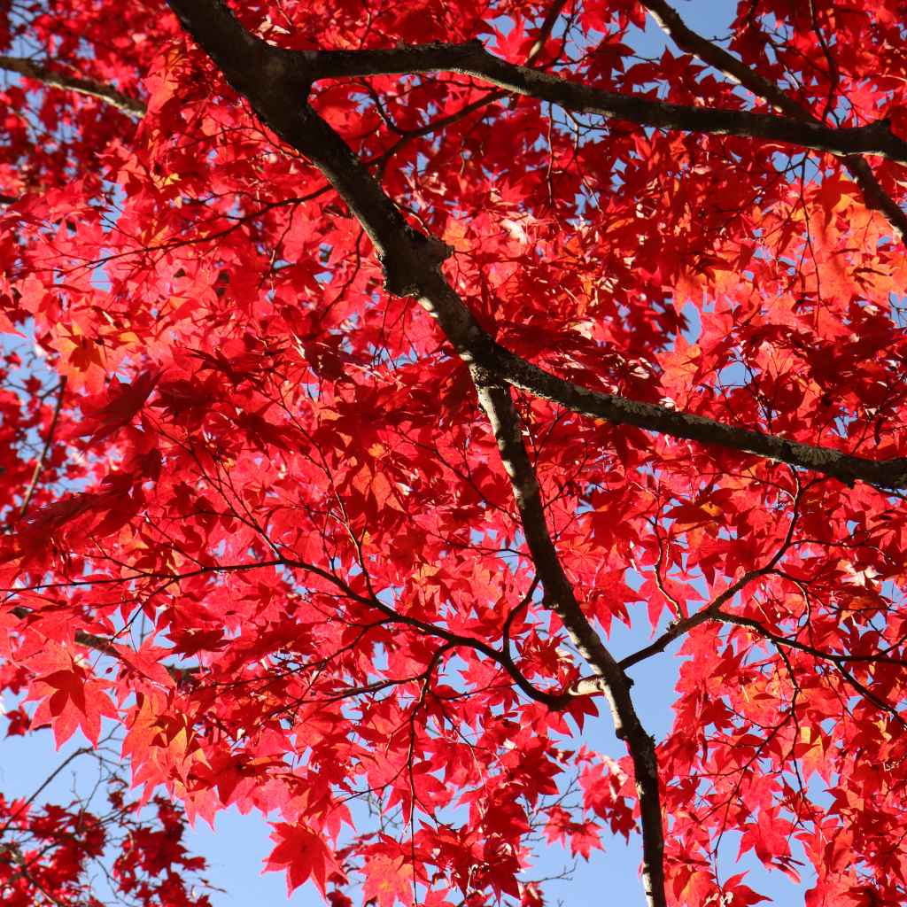 Common Reasons For Japanese Maple Leaf Problems