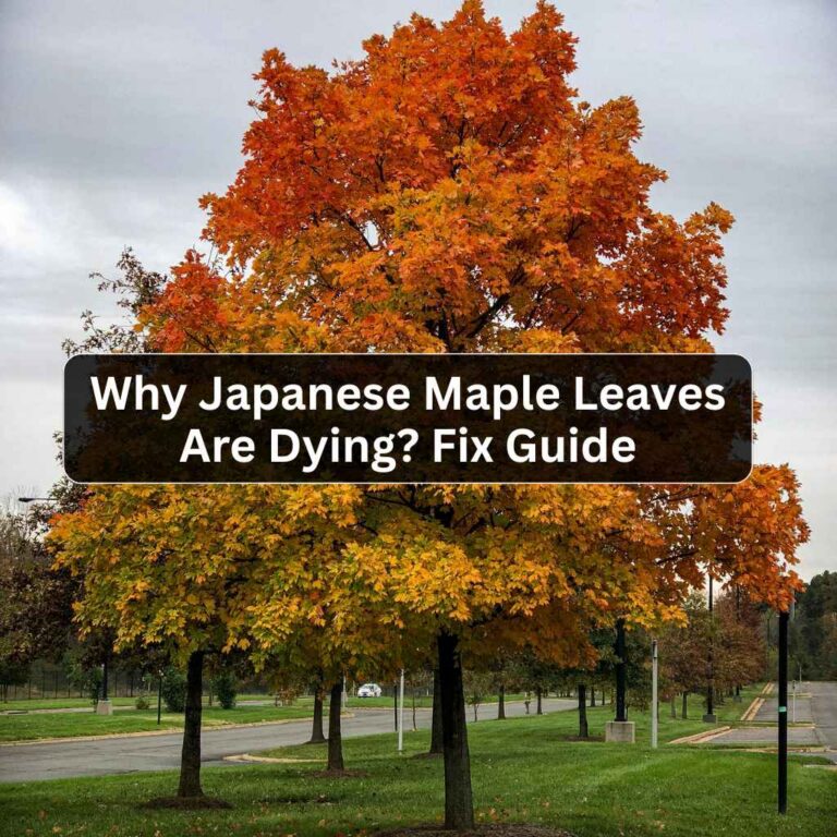 Why Japanese Maple Leaves Are Dying