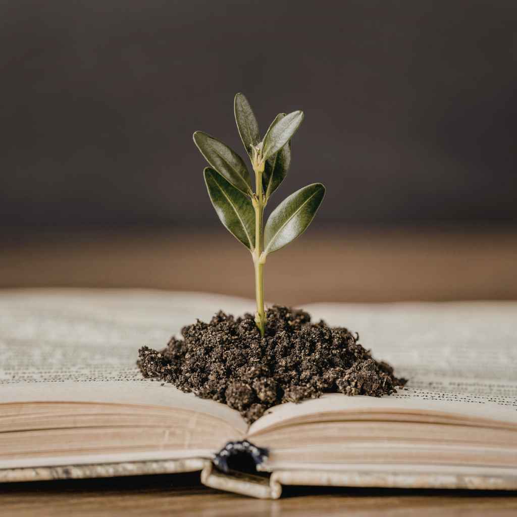 Will Japanese Maple Grow in Clay Soil Successfully