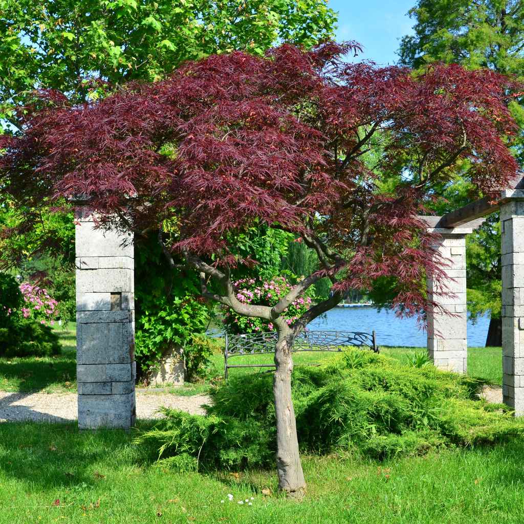 Japanese Maple in Texas Climate