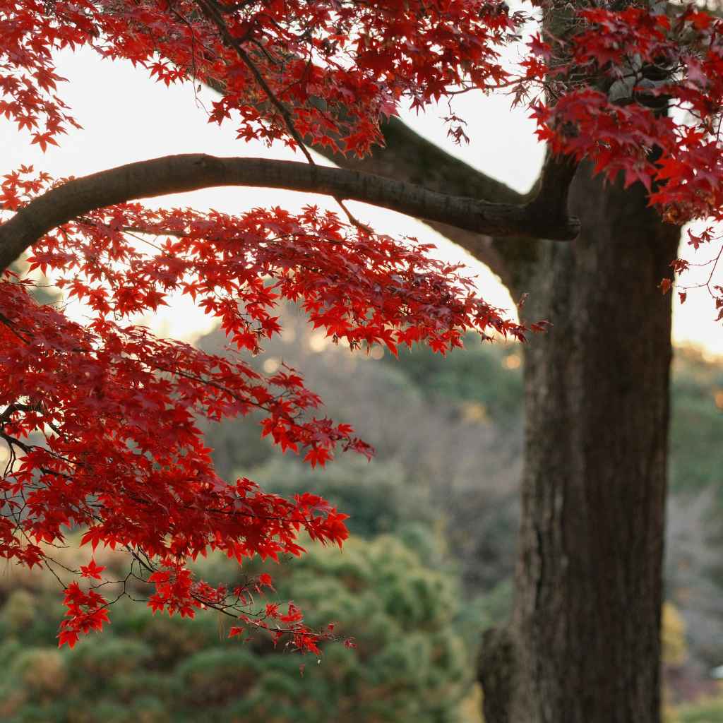 Will Japanese Maple Grow in Texas A Comparison
