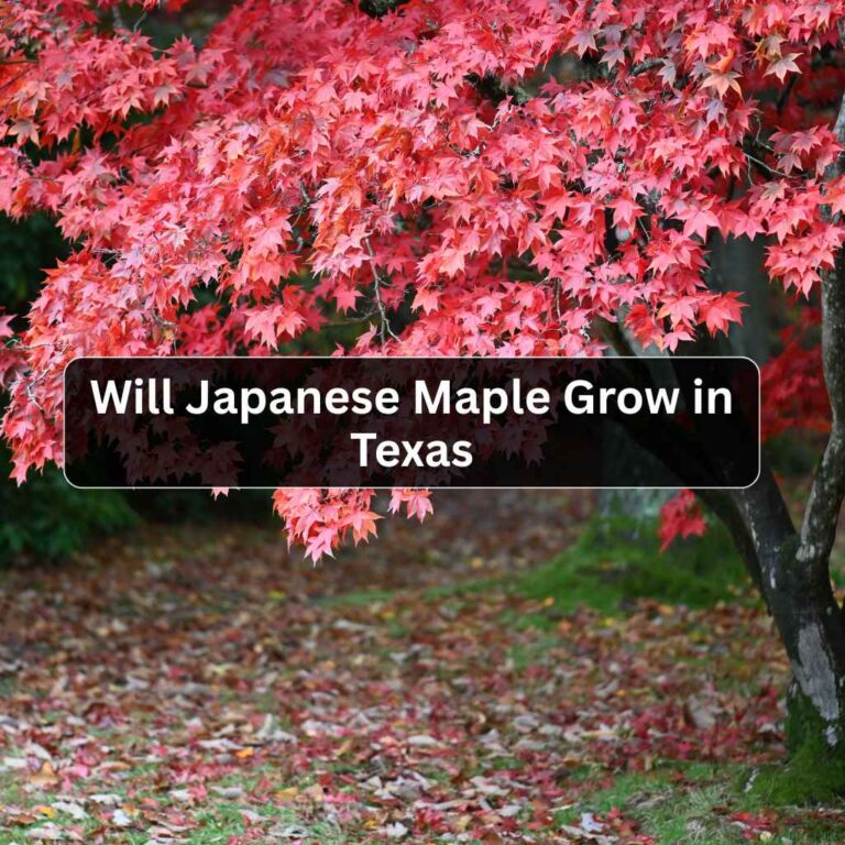 Will Japanese Maple Grow in Texas