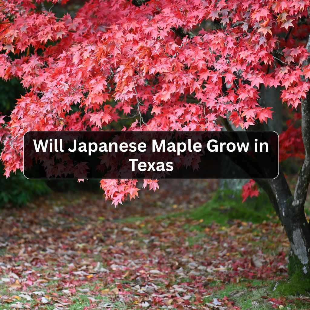 Will Japanese Maple Grow in Texas
