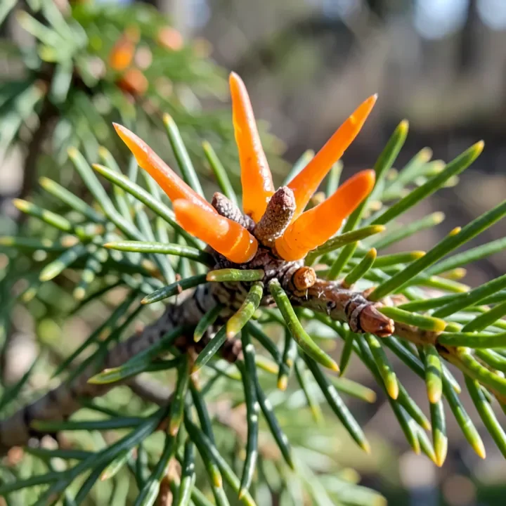 Juniper gall producing orange gelatinous telial horns in spring rain