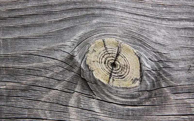 close-up of a wood knot and grain rings where density changes sharply between growth layers