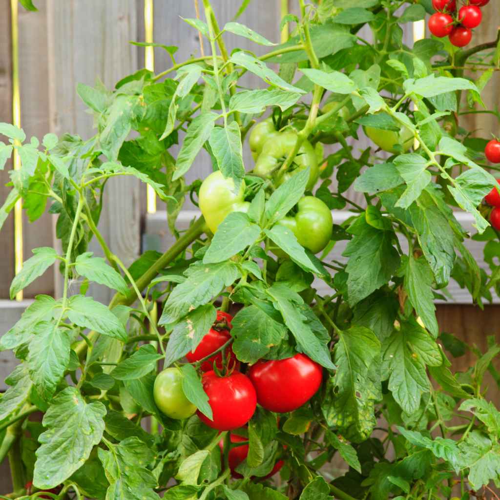 Can Cherry Tomatoes Be Grown Indoors