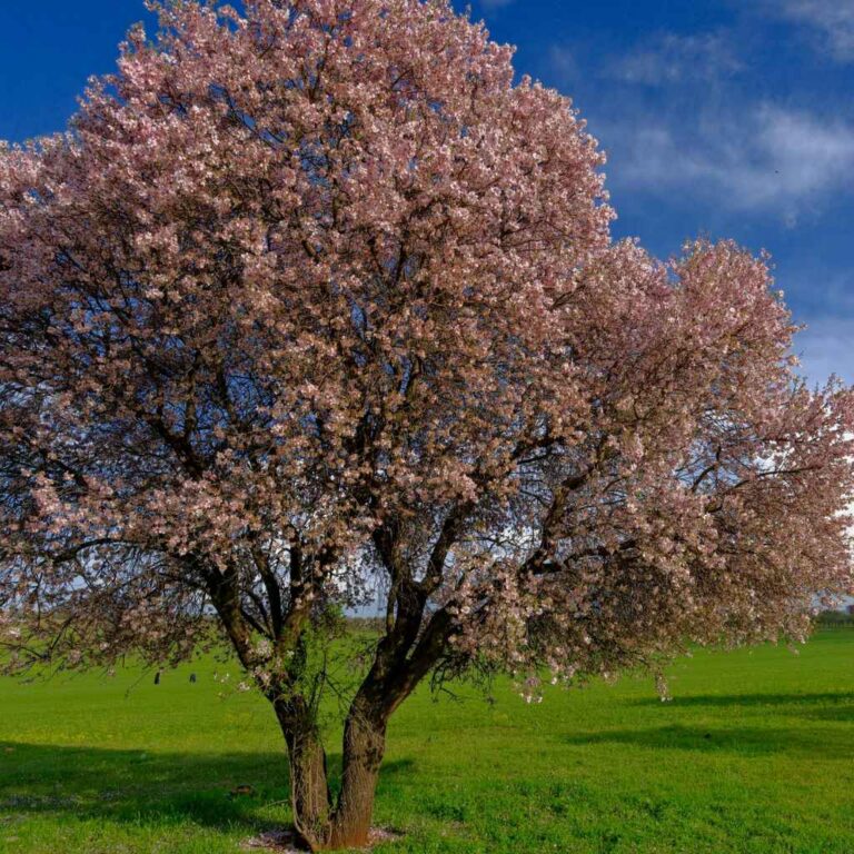 Can Cherry Trees Grow In Georgia