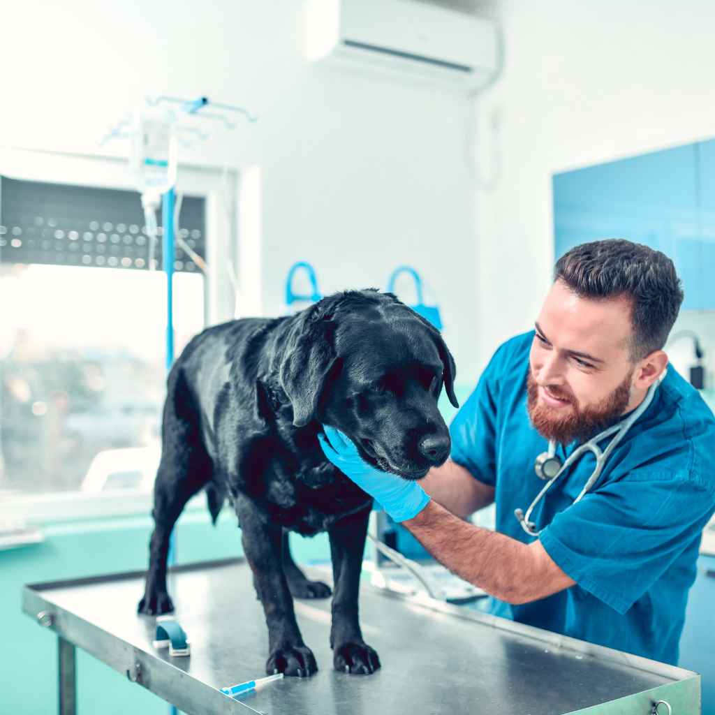 Can Dogs Have Cherry Flavored Benadryl?