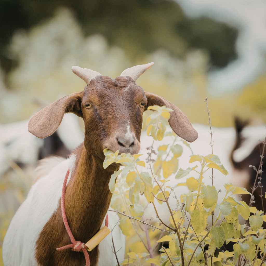 Can Goats Eat Cherry Tree Leaves?
