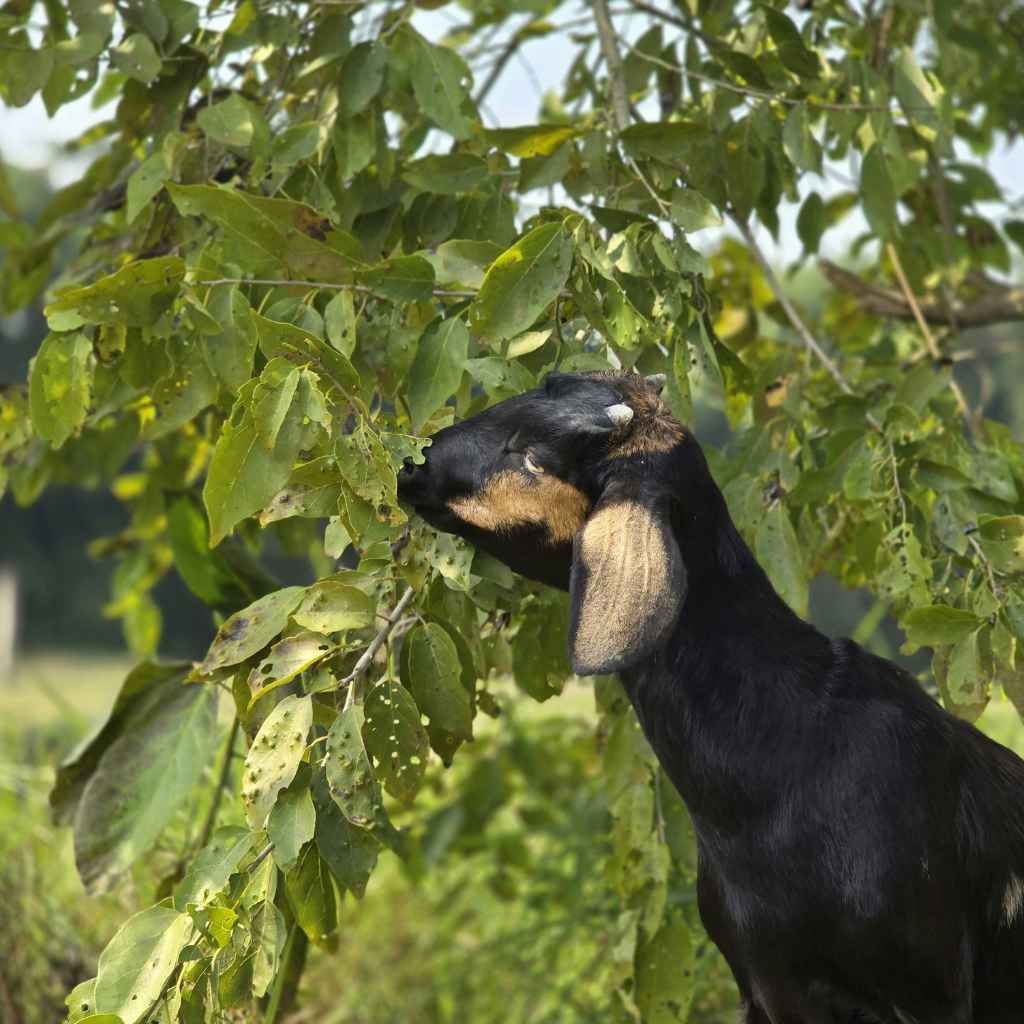 Can Goats Safely Eat Other Tree Leaves?