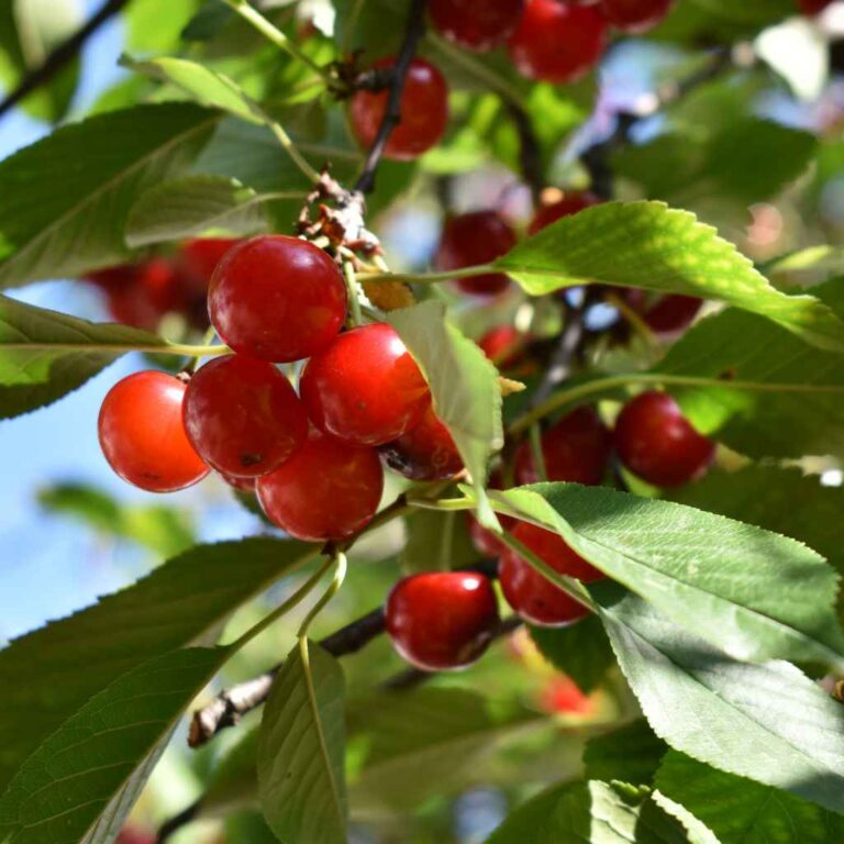 Can I Grow A Cherry Tree In A Pot?
