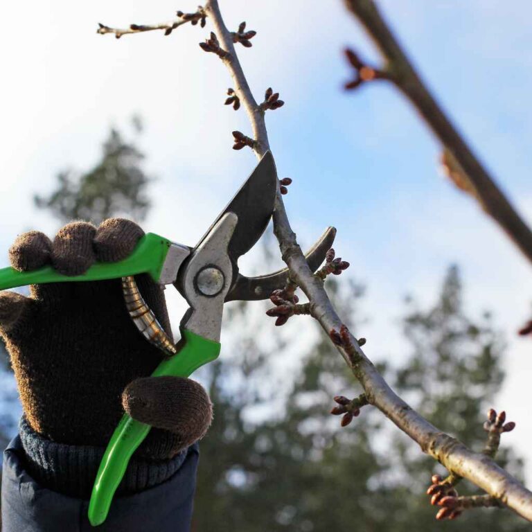 Can I Severely Prune A Cherry Tree Without Killing It?