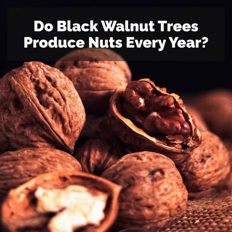 Do Black Walnut Trees Produce Nuts Every Year