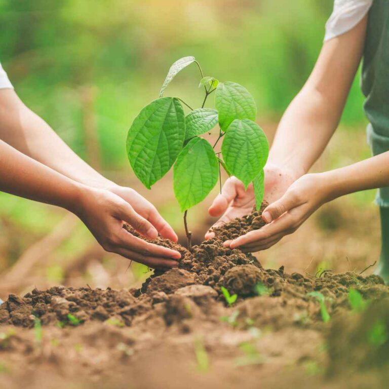 Do Walnut Trees Kill Nearby Plants