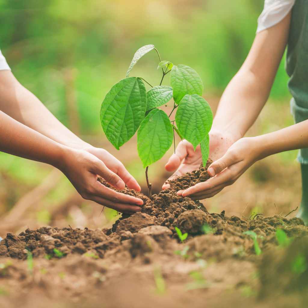 Do Walnut Trees Kill Nearby Plants