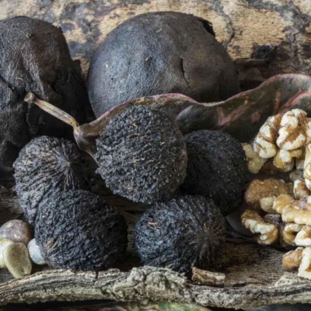 Does Black Walnut Help Kill Parasites?