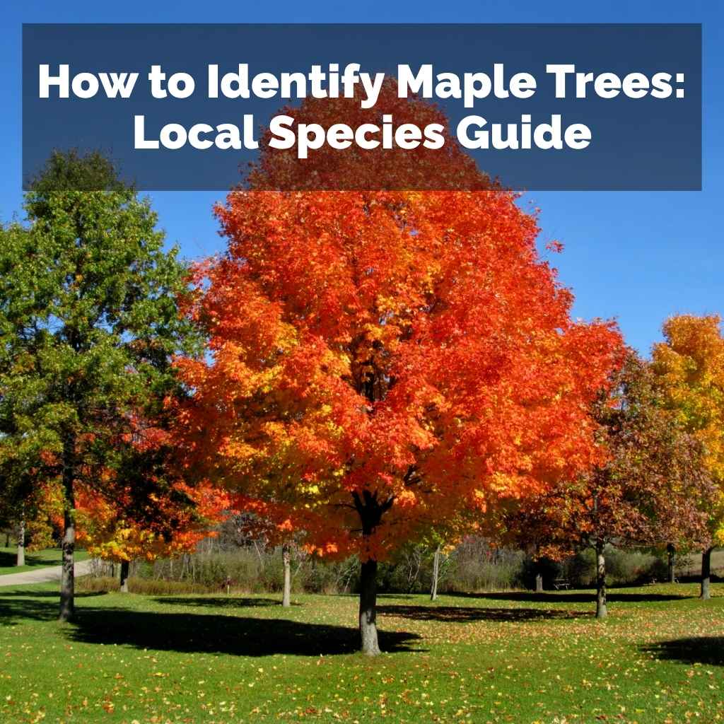 How to Identify Maple Trees