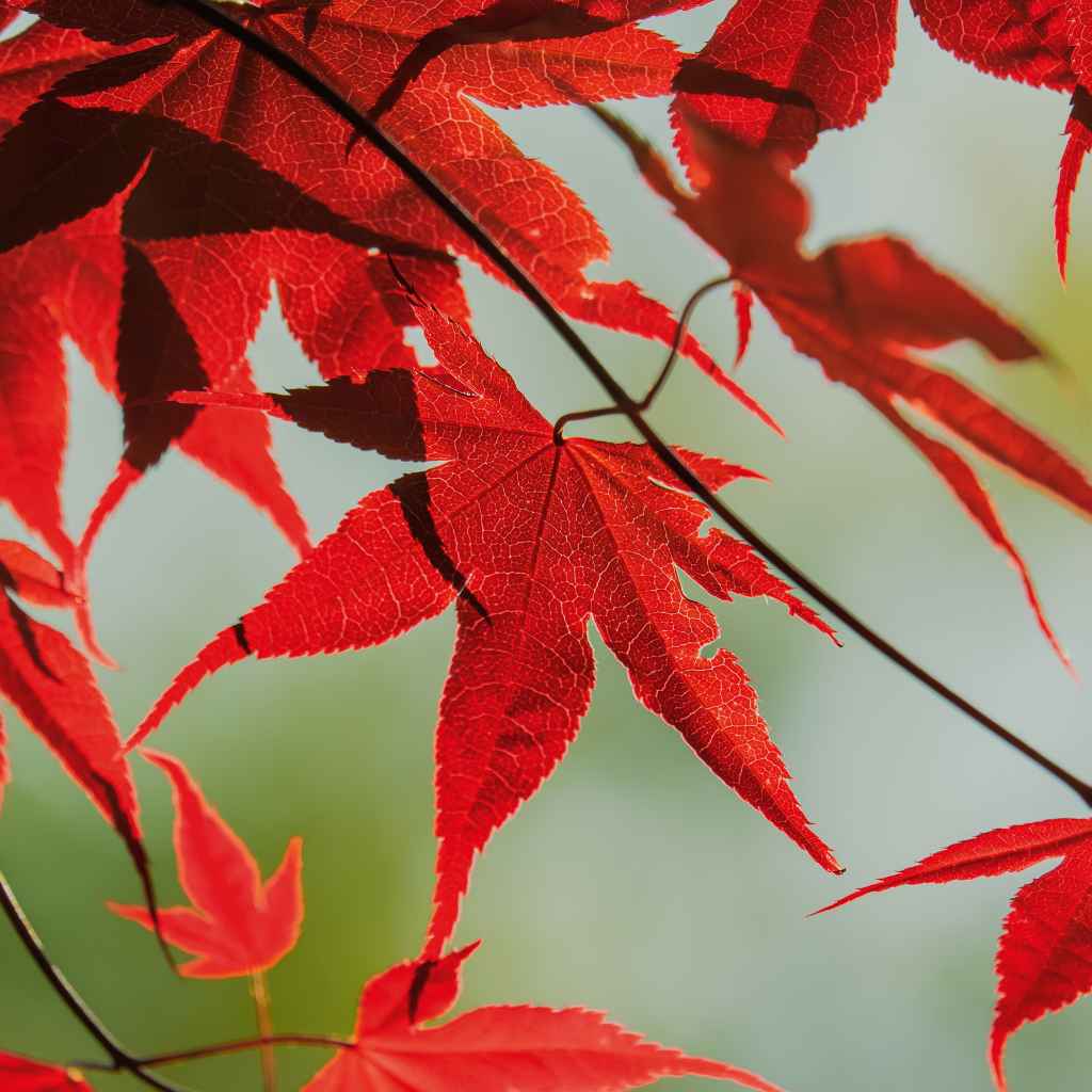 How to Identify Red Maple Trees