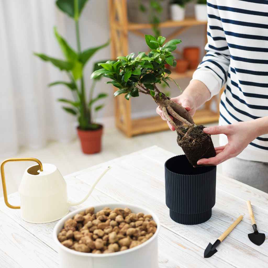 Seed Collection and Preparation