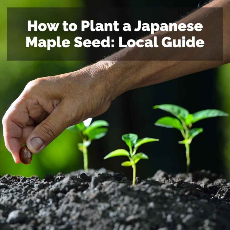 How to Plant a Japanese Maple Seed