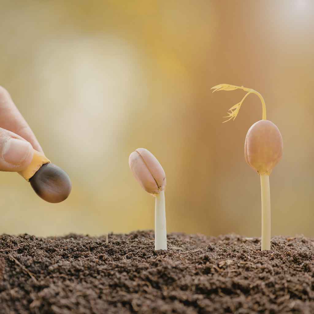 Planting Maple Seeds Getting Started