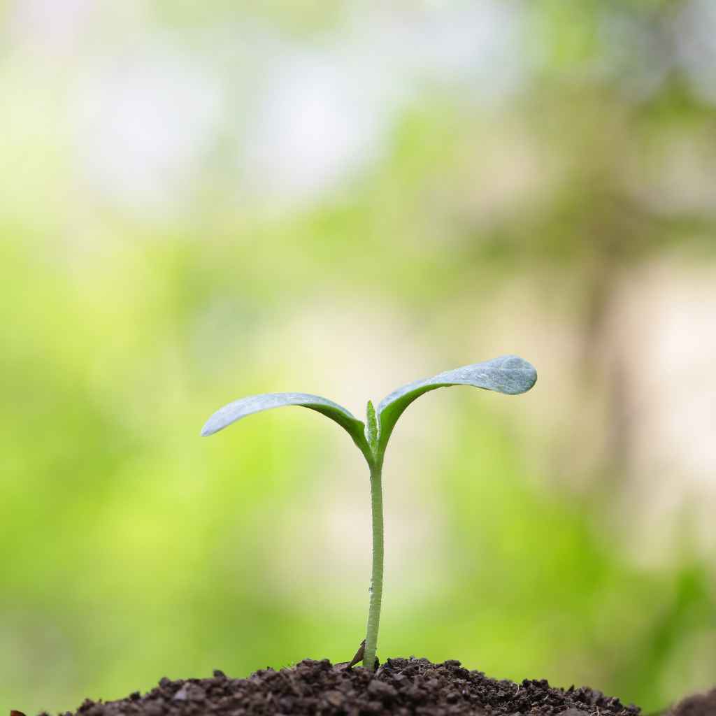 Common Issues and Solutions When Planting Maple Seeds