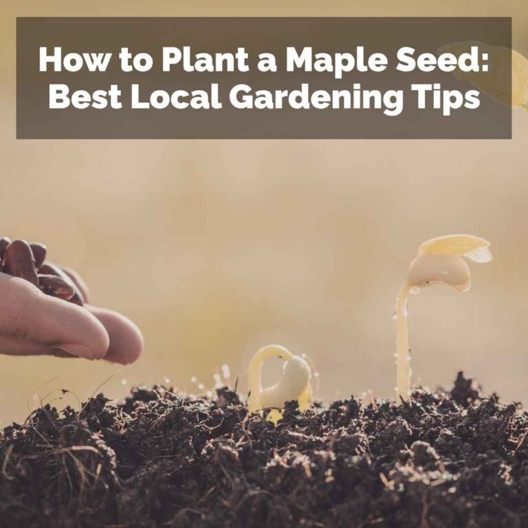 How to Plant a Maple Seed