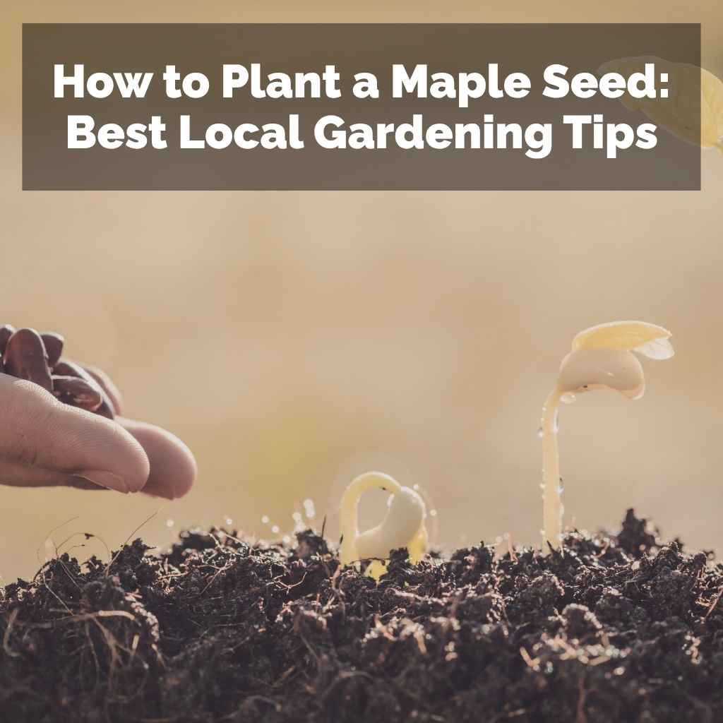 How to Plant a Maple Seed