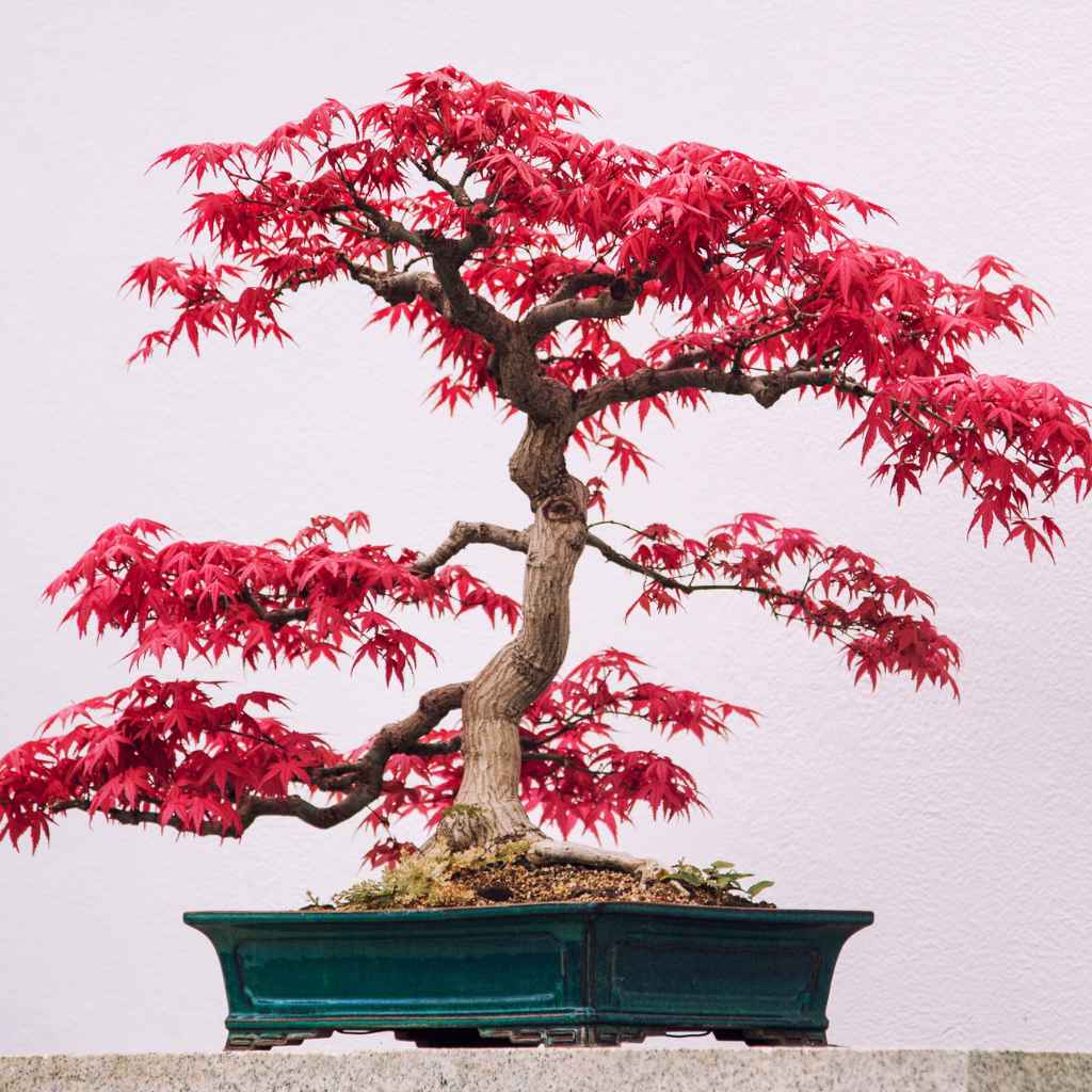Propagating Japanese Maple Methods
