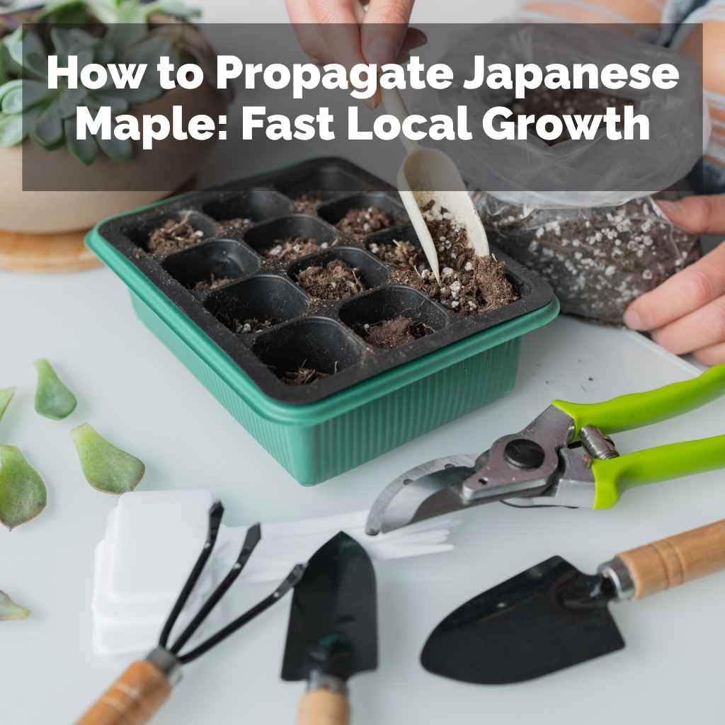 How to Propagate Japanese Maple