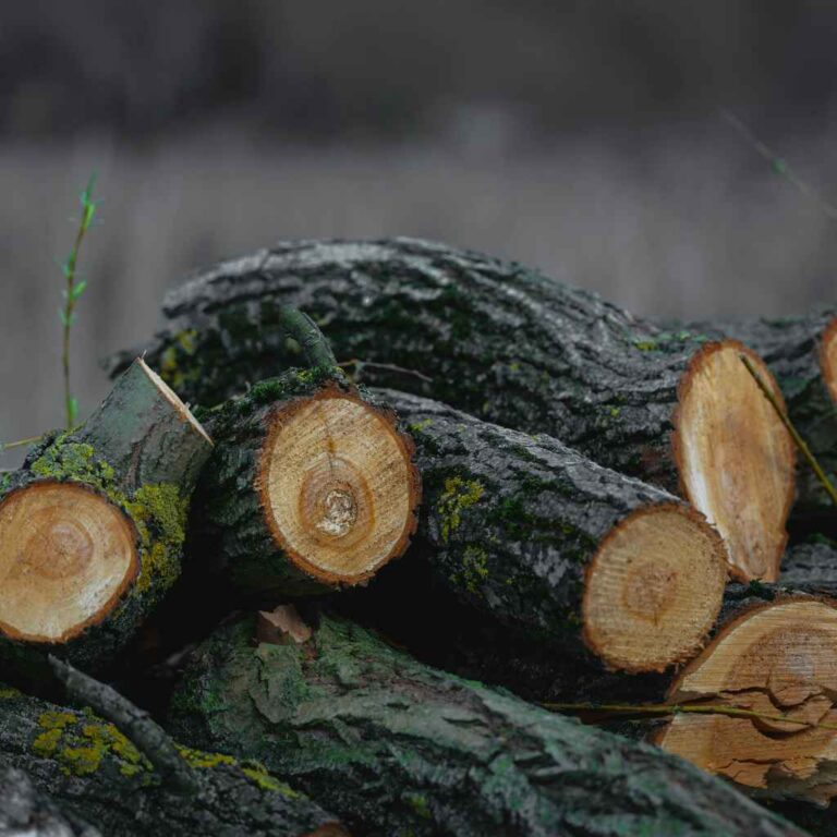 Is Black Walnut Good Firewood? Pros And Cons Guide