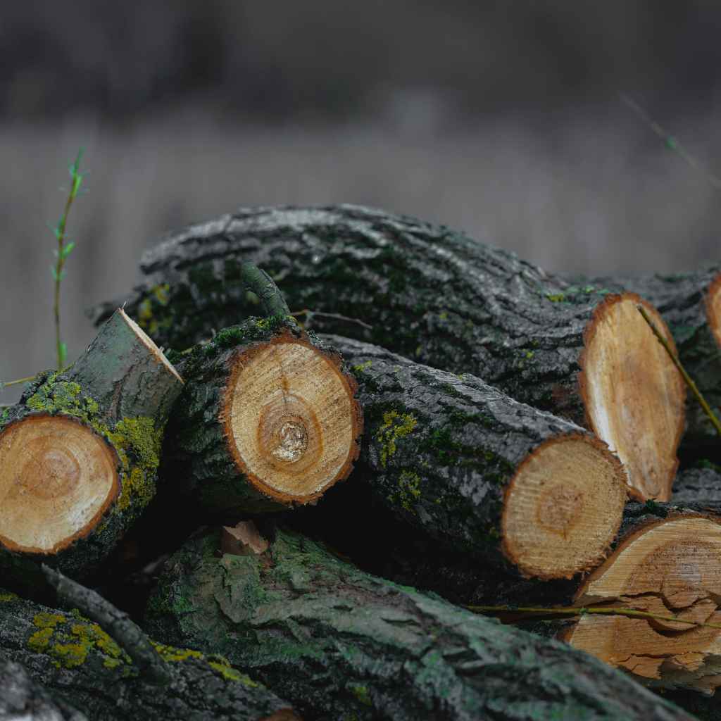 Is Black Walnut Good Firewood? Pros And Cons Guide