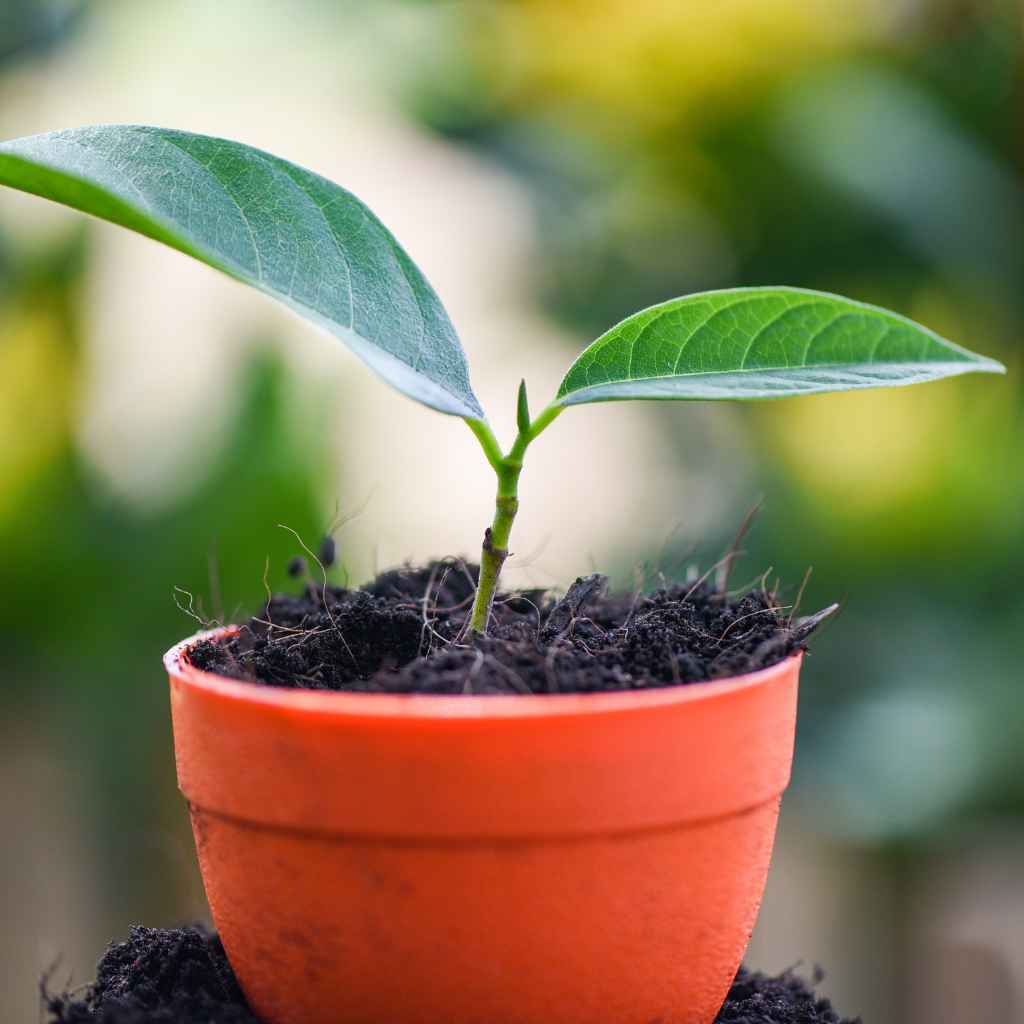 Is it Worth Growing Cherries in Pots?