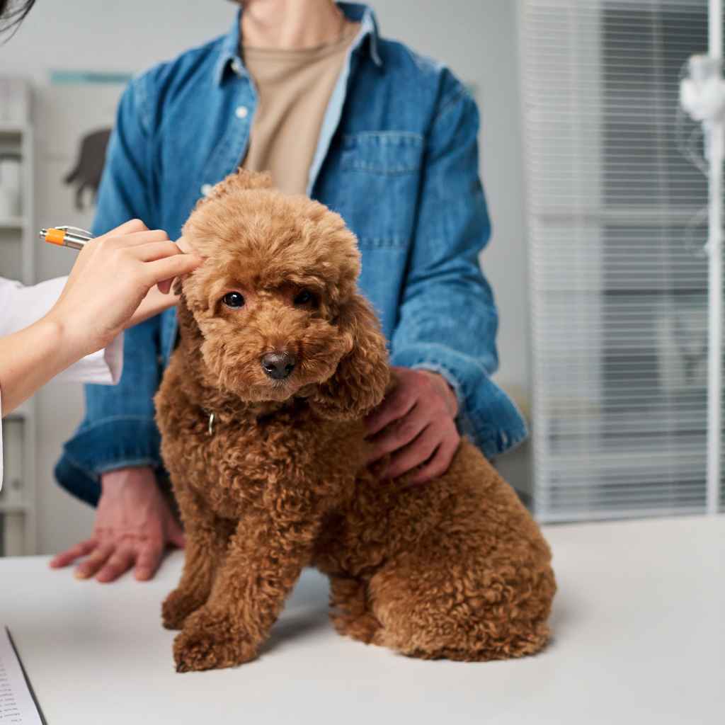 Prioritize Your Dog's Health