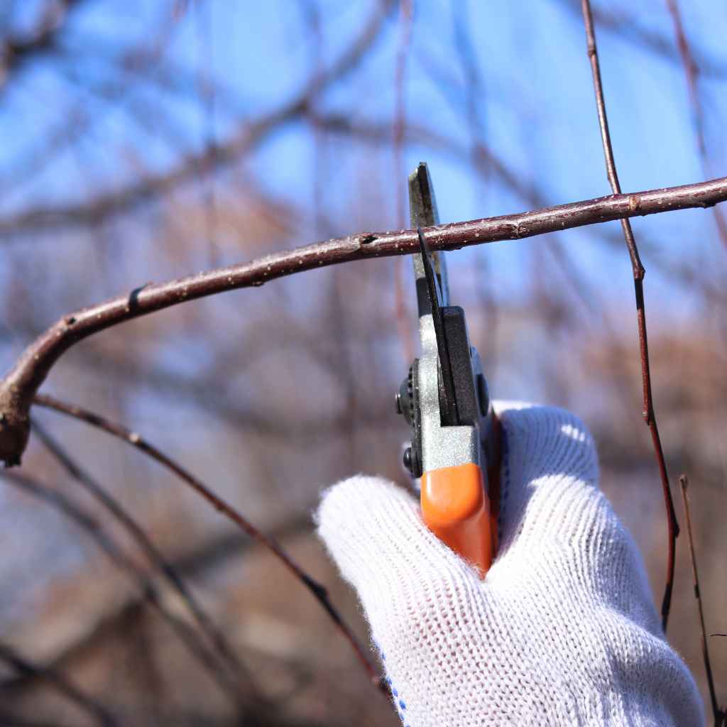 Quick Fixes and Tips for Cherry Tree Care